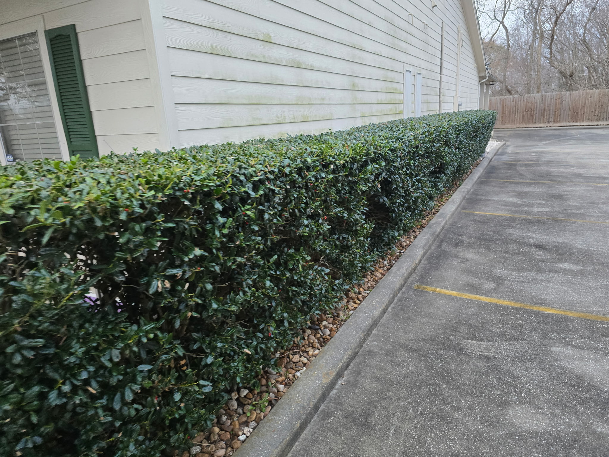 Neatly trimmed hedge line beside a residential property